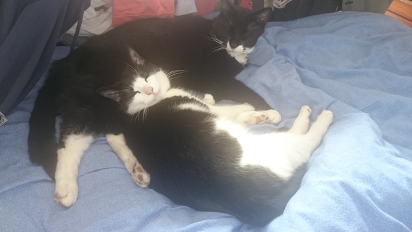 A cat/kitten picture sharing thread.
