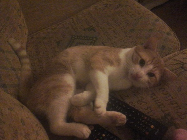 I have acquired a feline.