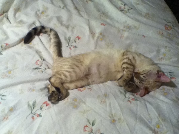Lovely thread about our cats.