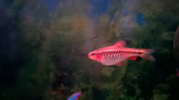 my fish has got fat.....