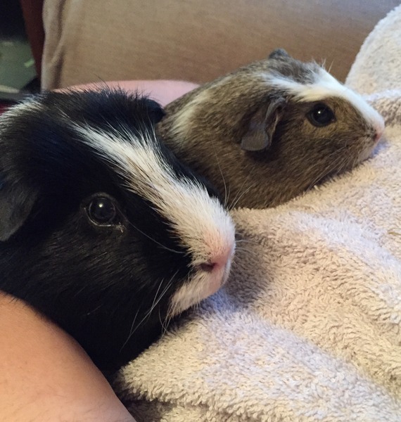 introducing new guinea pig