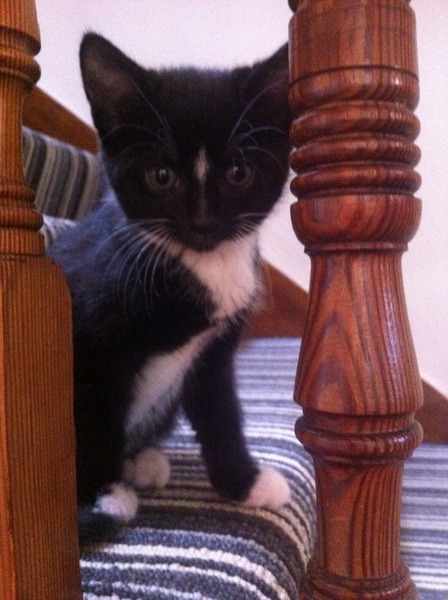 Kitten arrived today! I don't want to leave him on his own....