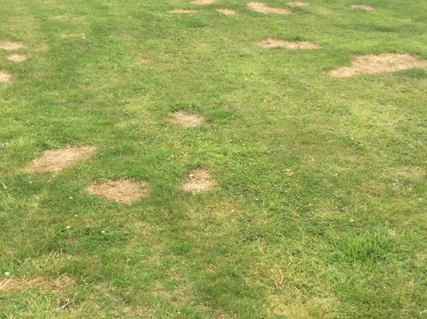 My cats and cat poo in neighbours' gardens
