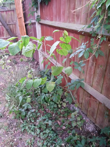Does this look like Japanese knotweed to you?