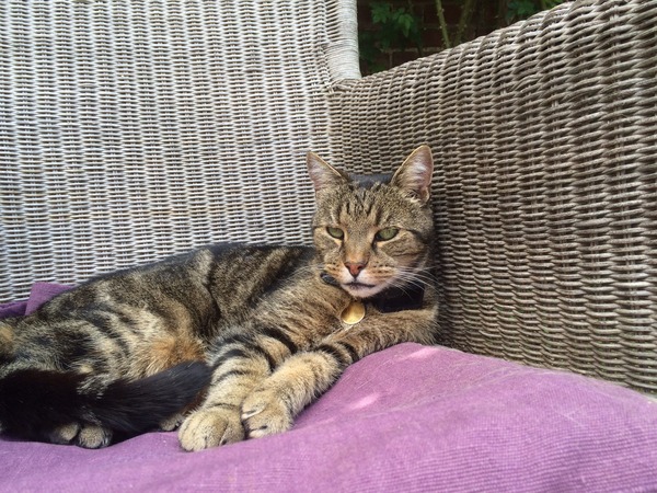 Lovely thread about our cats.