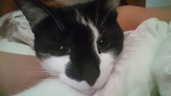 A cat/kitten picture sharing thread.