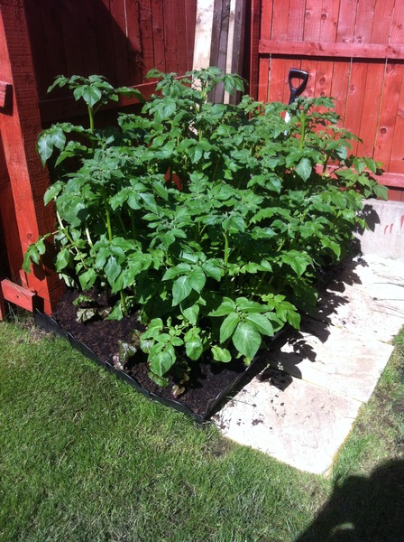 Strange problem with my potato plants
