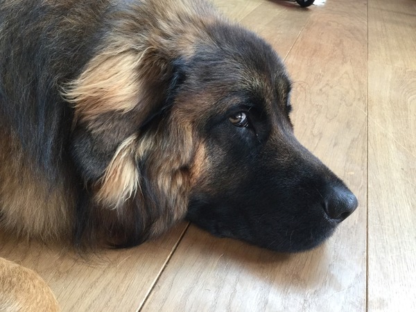 For the love of dogs