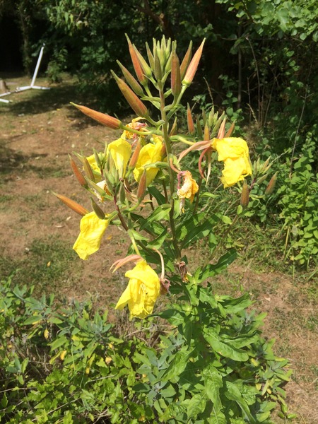 What is this?