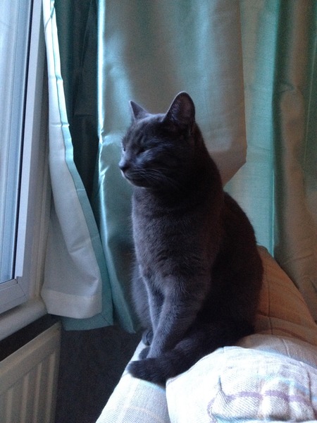 gratuitous cat photos