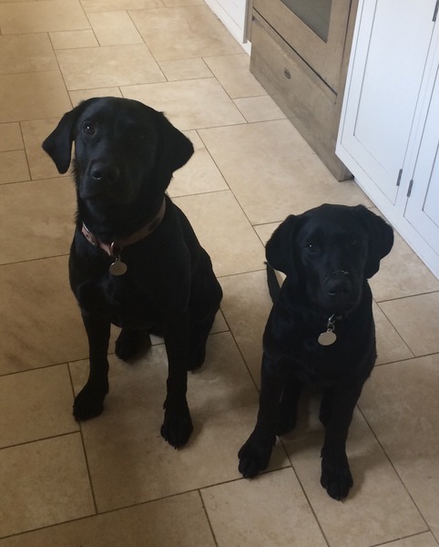 Two dogs this time?