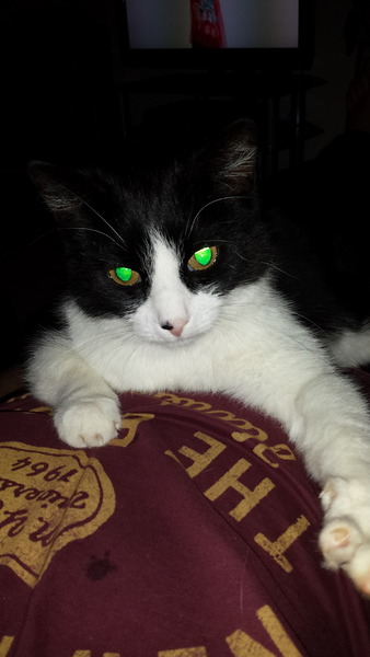 Does your cat dribble when purring and is it female?