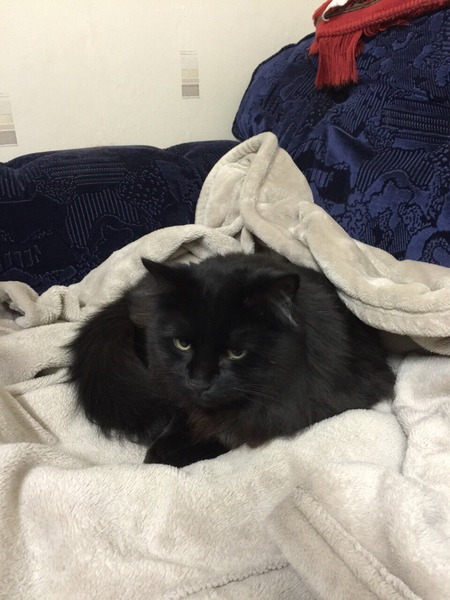 How do I get a wee sample for the vet?
