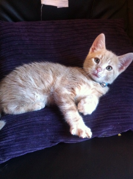 Lovely thread about our cats.