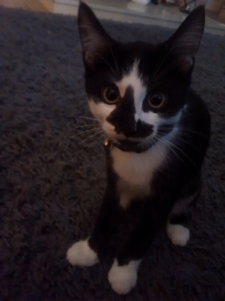 My kitten has a secret identity