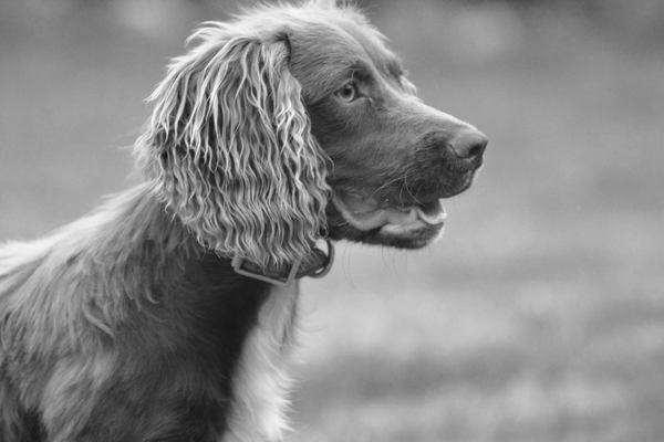 Springer spaniel?
