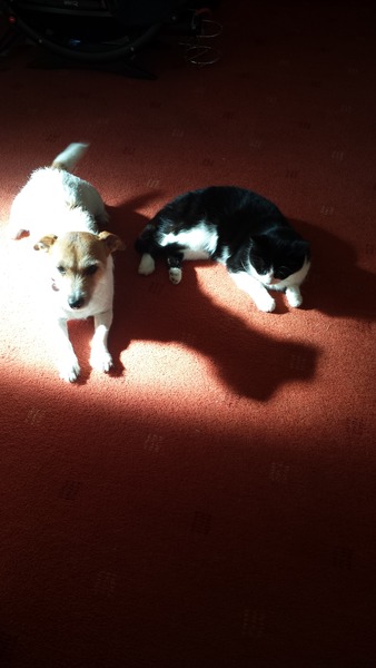 AIBU?  Had puppy 4 days......overwhelmed.