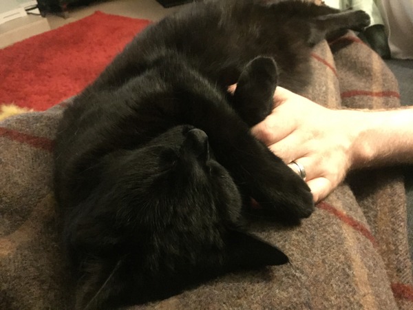 Lovely thread about our cats.