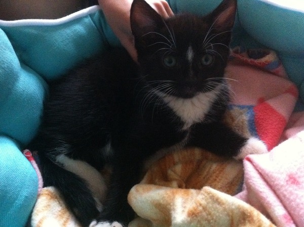 Kitten arrived today! I don't want to leave him on his own....