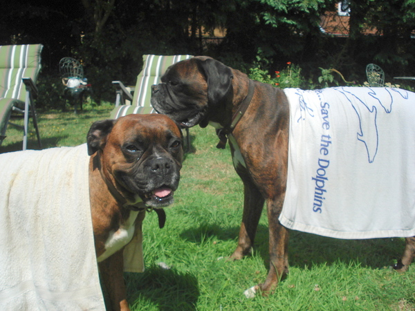 Tips for how to help ddog cope with the hot weather please?