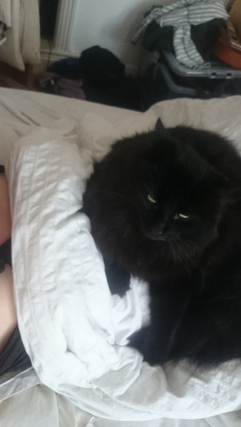 Lovely thread about our cats.