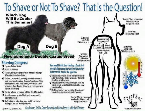 DH cut(badly) dogs fur. AIBU to be a bit miffed?