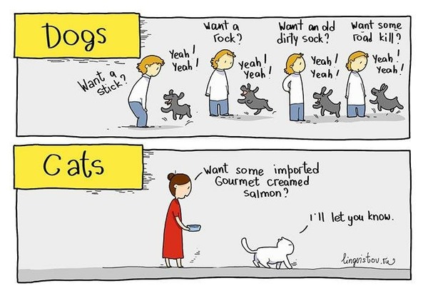 New cats not eatings