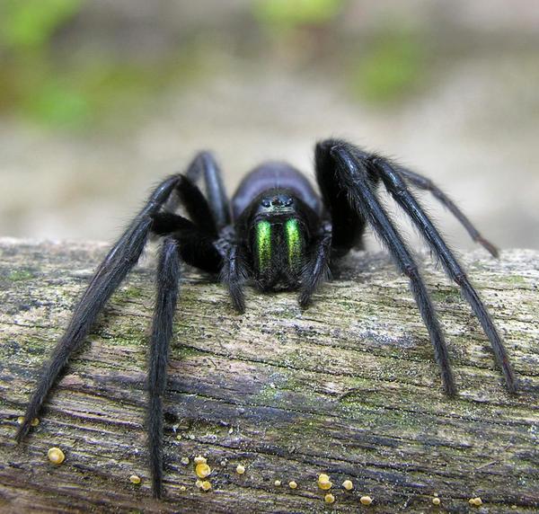 Is it spider season already?! [MNHQ warning - spider pics!]