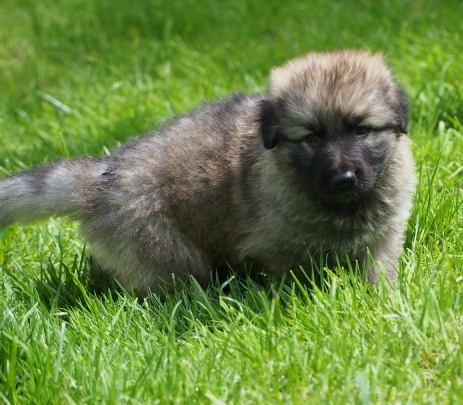 Immune /natural killer cell treatment when ttc or pregnant (aka the 16th pred thread!)