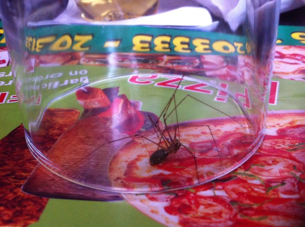Is it spider season already?! [MNHQ warning - spider pics!]