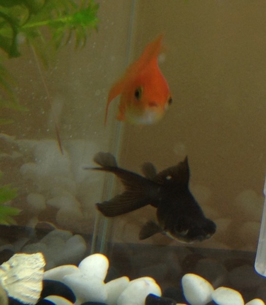 White spot on goldfish (picture)
