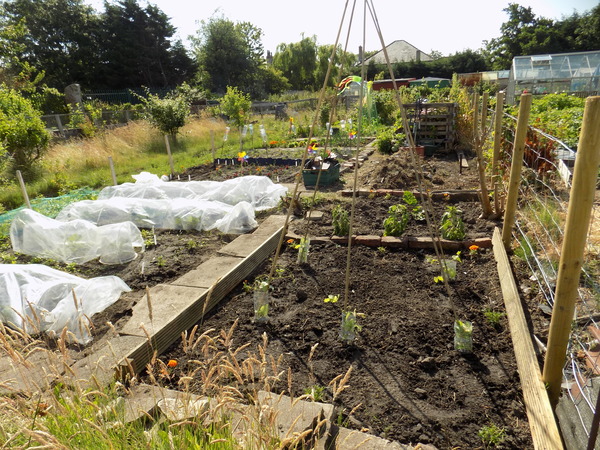 The 2015 Allotment / Veg Patch Thread Part 3 already!