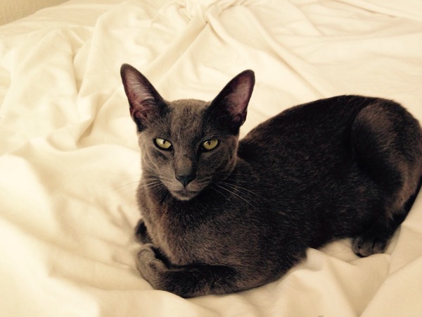 gratuitous cat photos