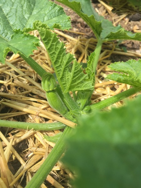 The 2015 Allotment / Veg Patch Thread Part 3 already!