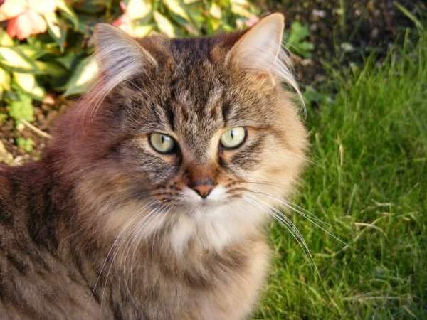Does anyone have a Maine Coon?