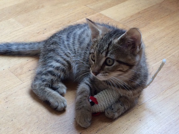 gratuitous cat photos