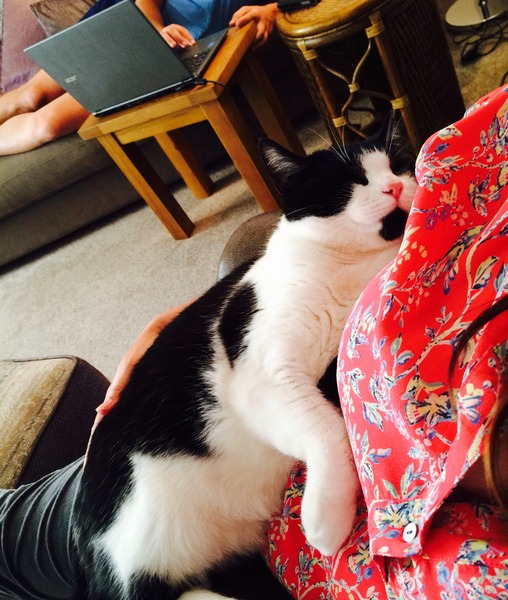 gratuitous cat photos