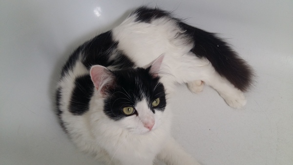 Lovely thread about our cats.