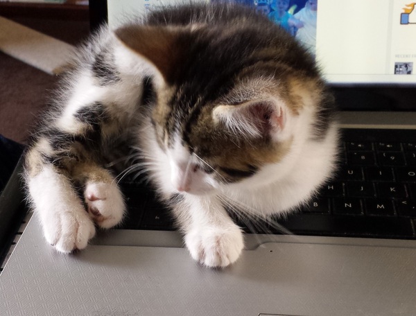 A cat/kitten picture sharing thread.