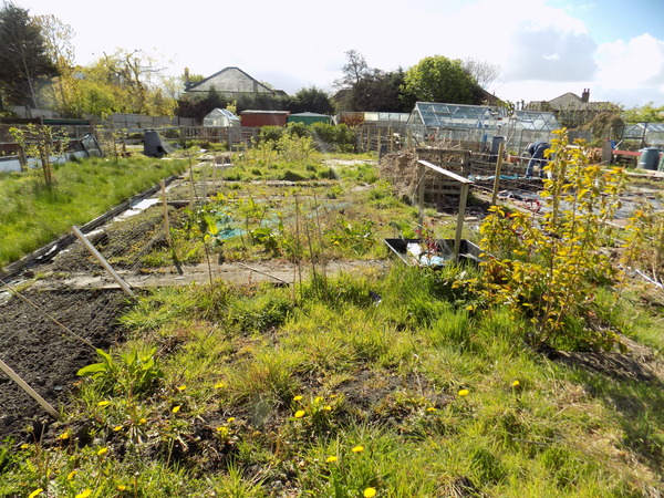 The 2015 Allotment / Veg Patch Thread Part 3 already!