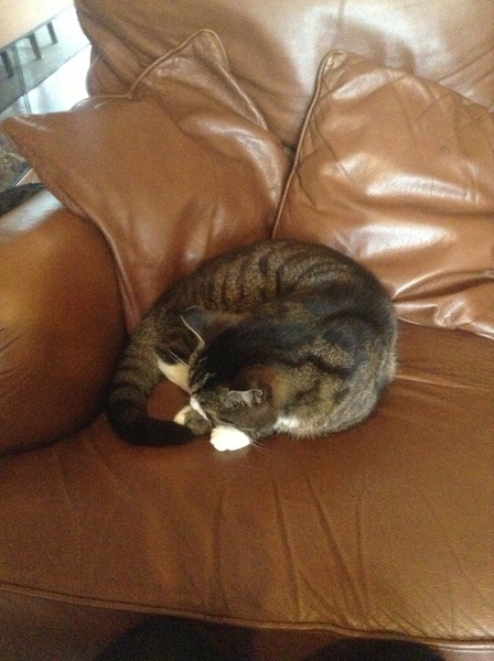 Lovely thread about our cats.