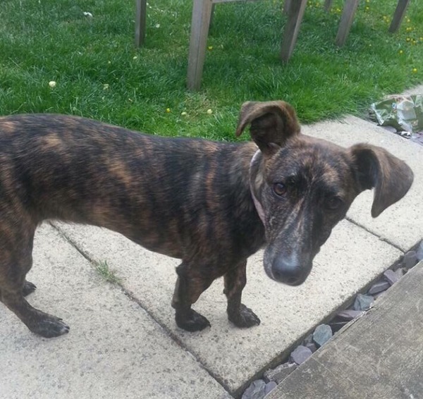 Can anyone take a guess at this dog's heritage?