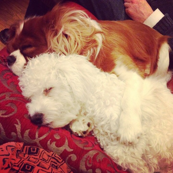 To not want to get rid of my dogs? And to be really annoyed when people suggest I do?