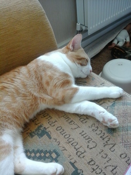 A cat/kitten picture sharing thread.