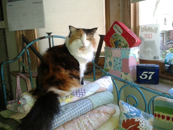 Tell me about your female kittens/cats please