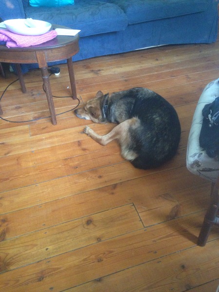 Help - rescue dog problems