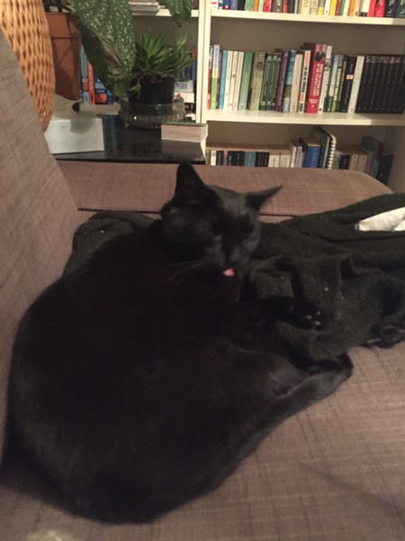 What is your cat called and how did you choose its name?