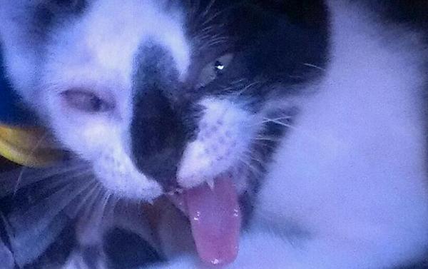 What is your cat called and how did you choose its name?