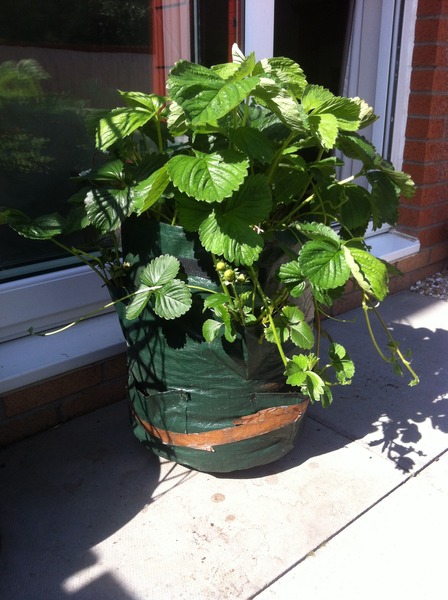 What should I do about my strawberry plants?