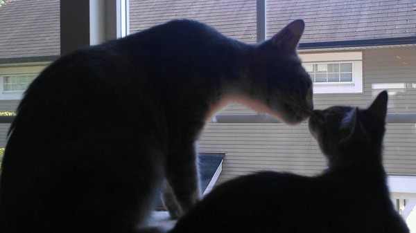 Live web cam of tiny kittens.